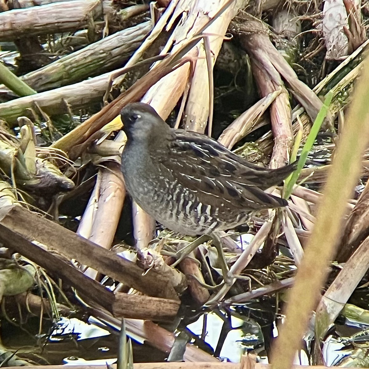 Marouette de Caroline - ML646436194