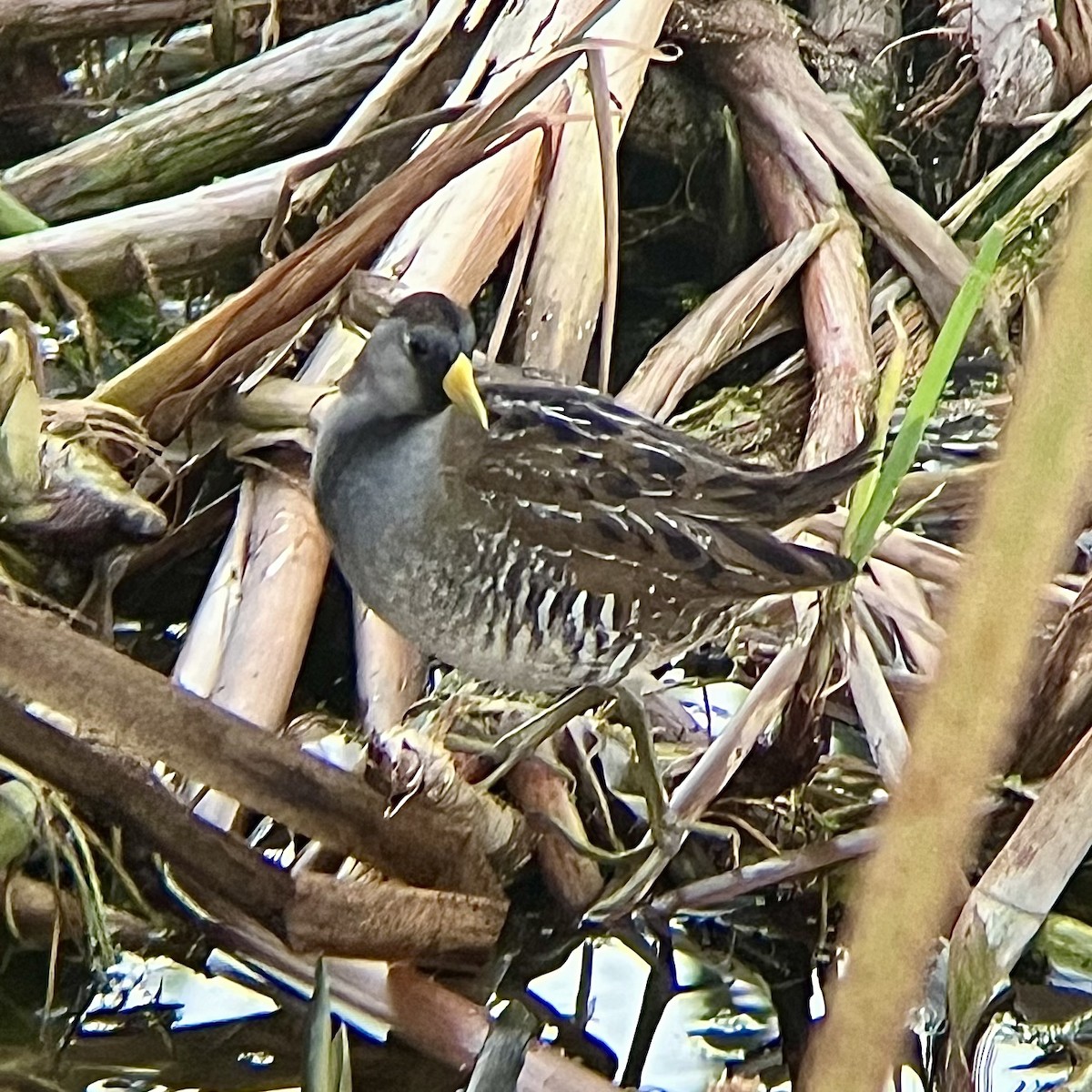 Marouette de Caroline - ML646436195