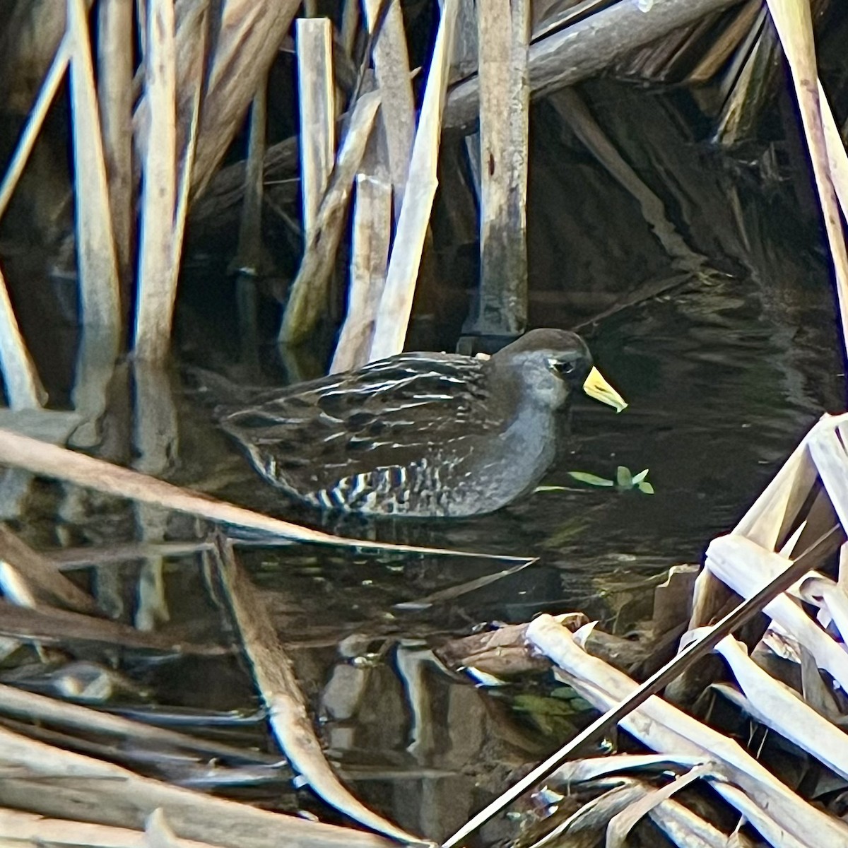 Marouette de Caroline - ML646436196