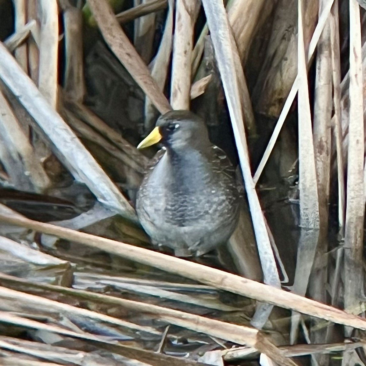 Marouette de Caroline - ML646436197