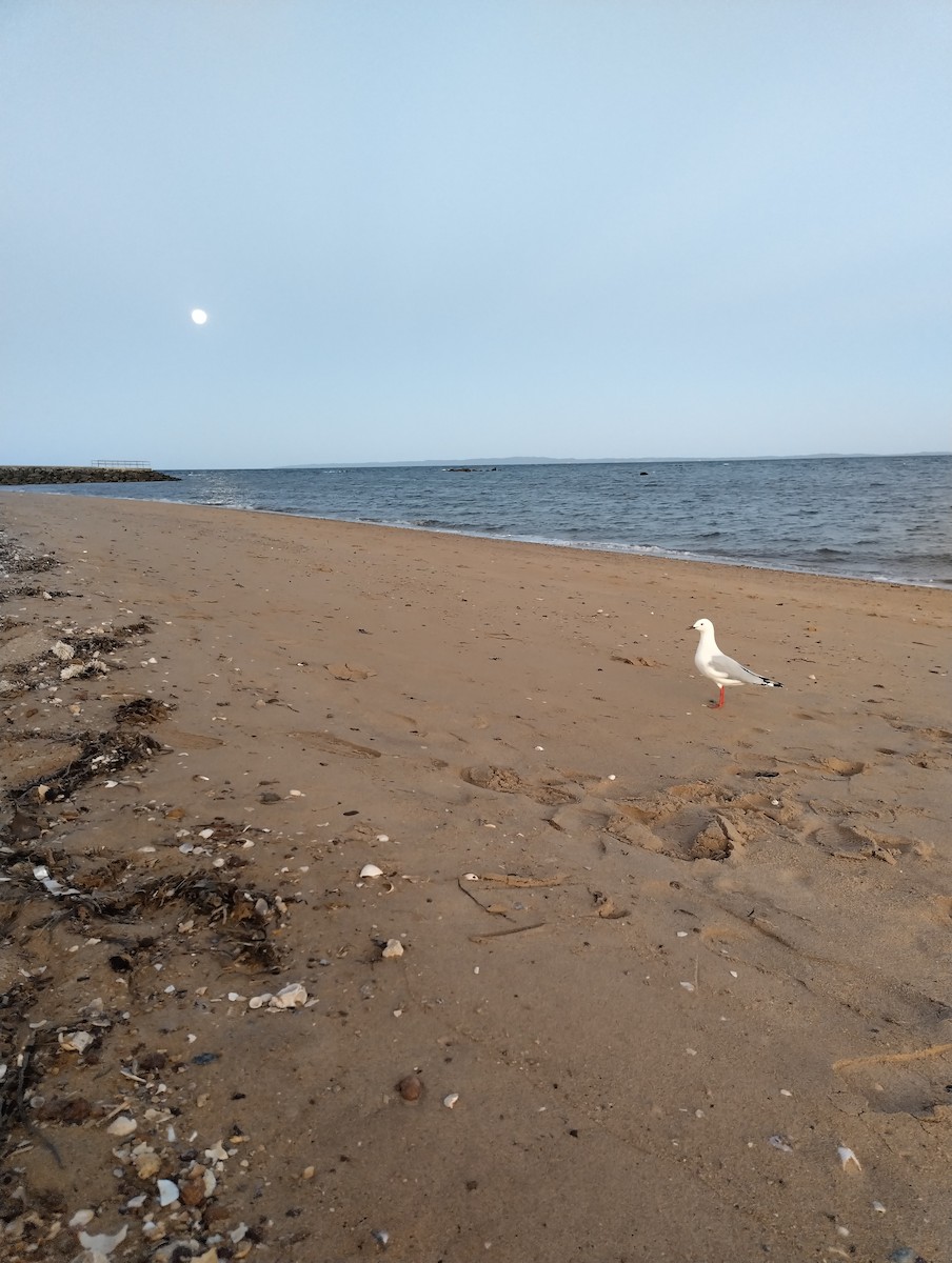 Silver Gull - ML646436198