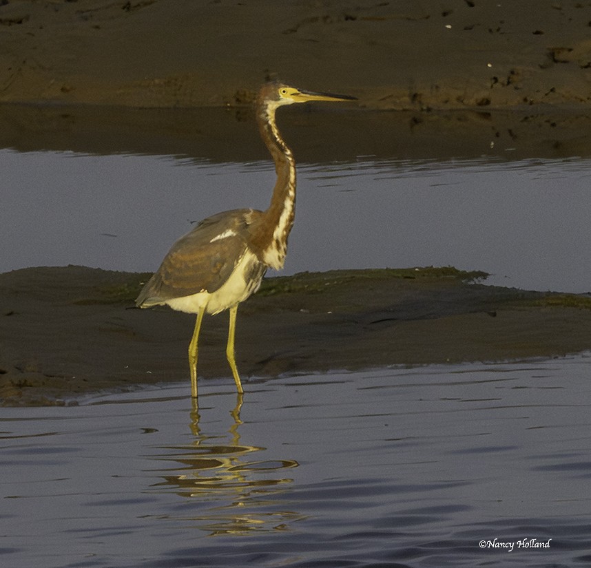 Tricolored Heron - ML646436201