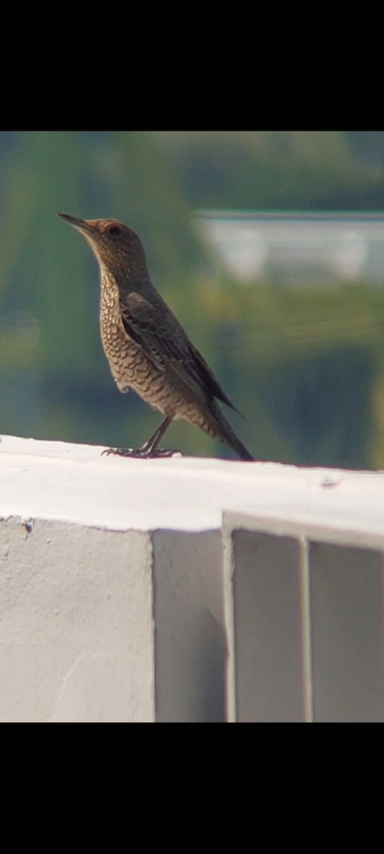 Blue Rock-Thrush - ML646436206