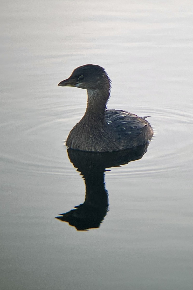 Grèbe à bec bigarré - ML646436208