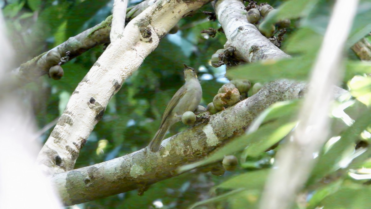 Mimic Honeyeater - ML646436213