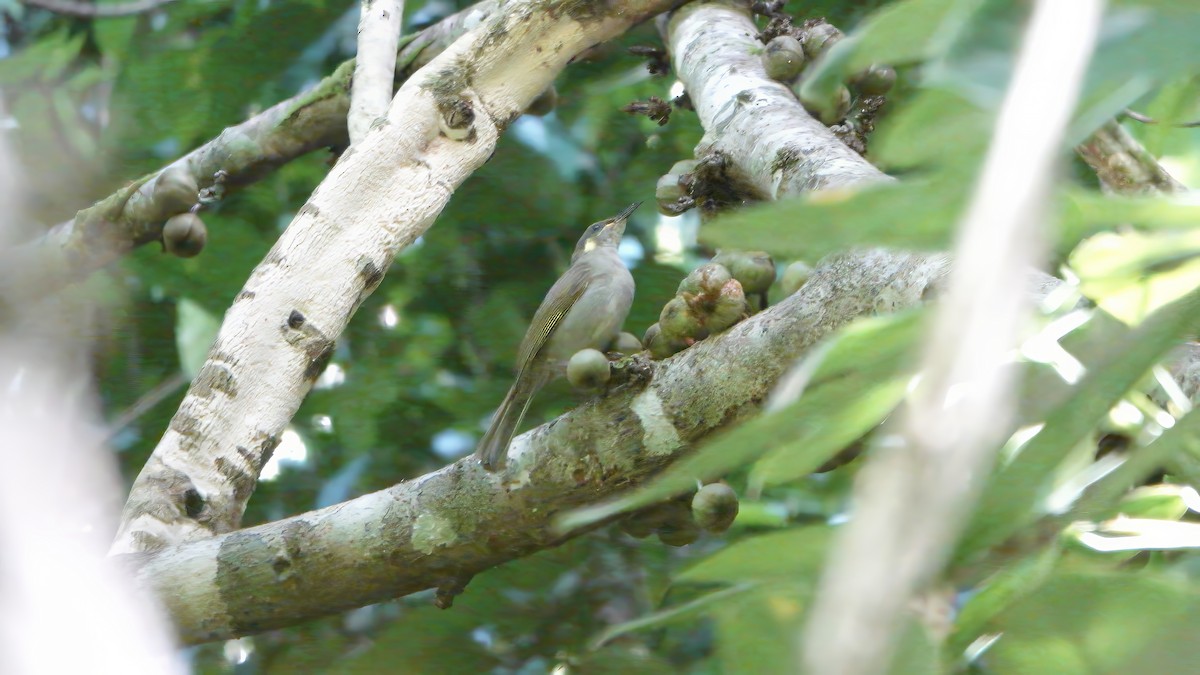 Mimic Honeyeater - ML646436214
