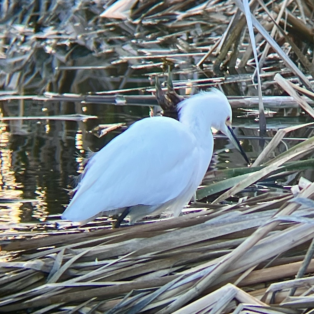 Aigrette neigeuse - ML646436215
