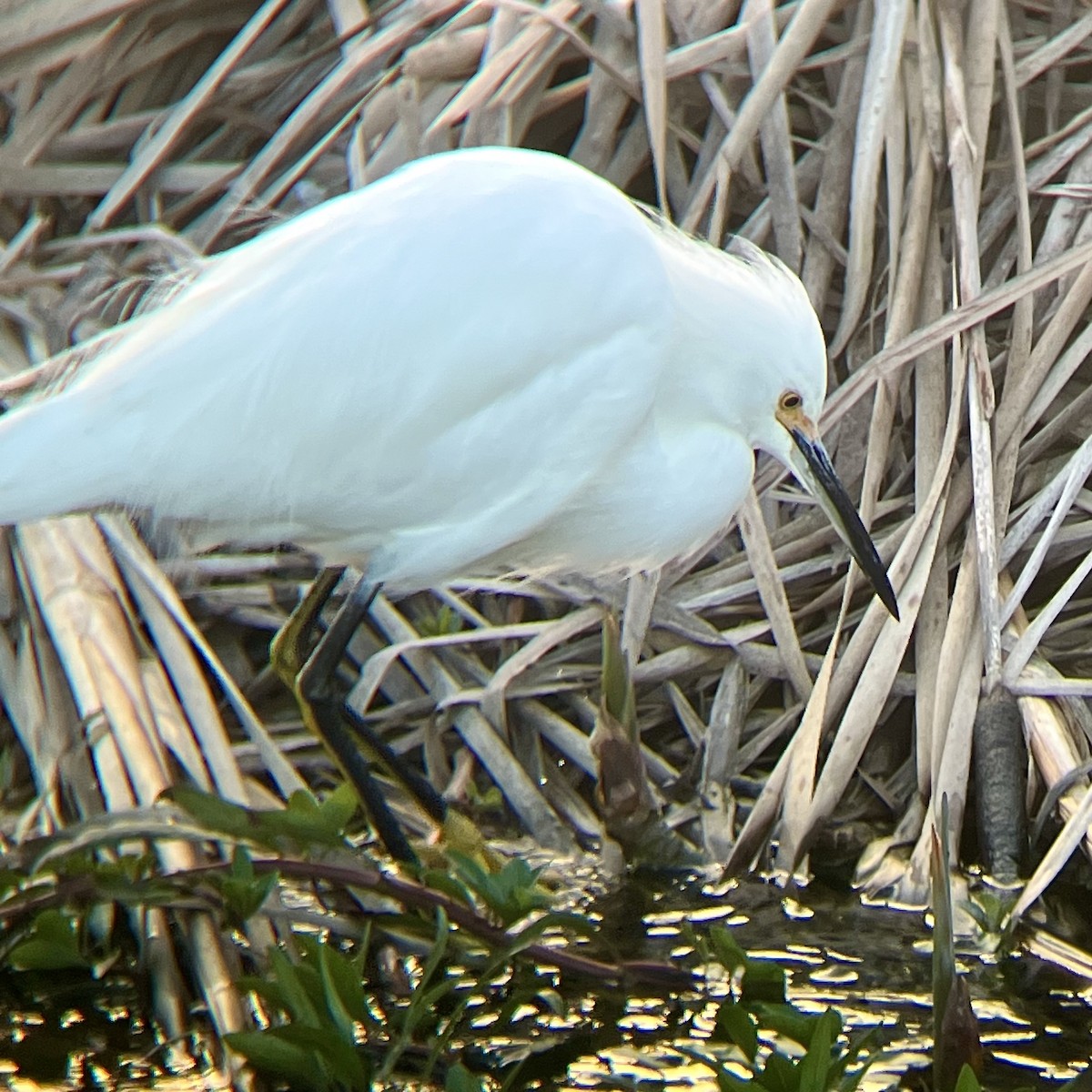 Aigrette neigeuse - ML646436216
