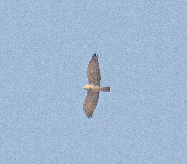 orlík krátkoprstý - ML646436217