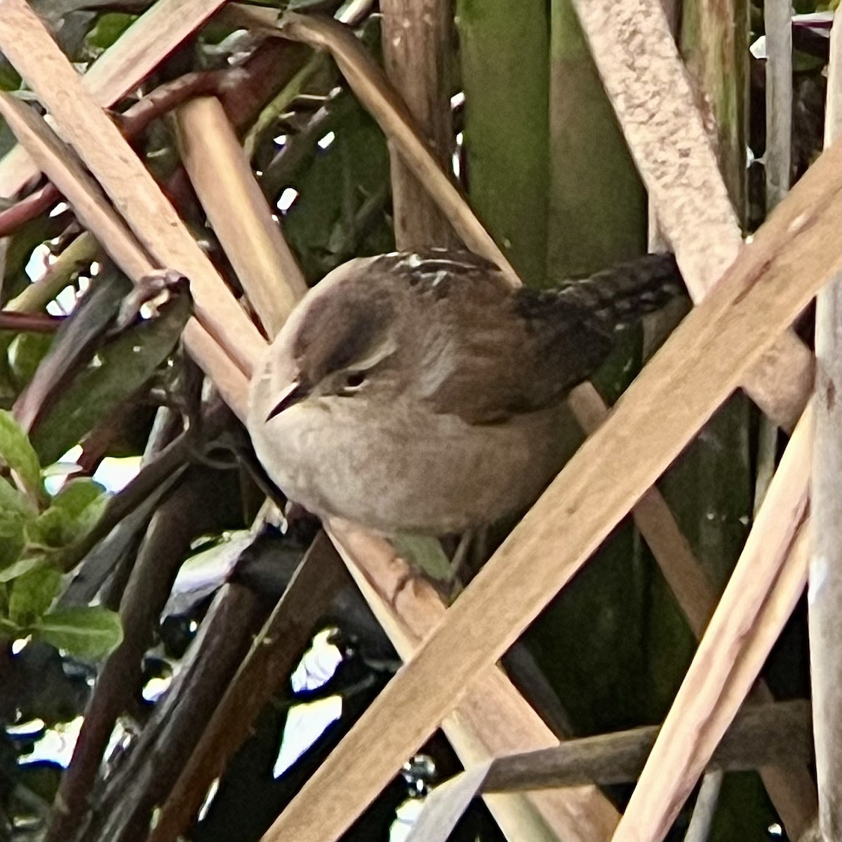 Troglodyte des marais - ML646436219