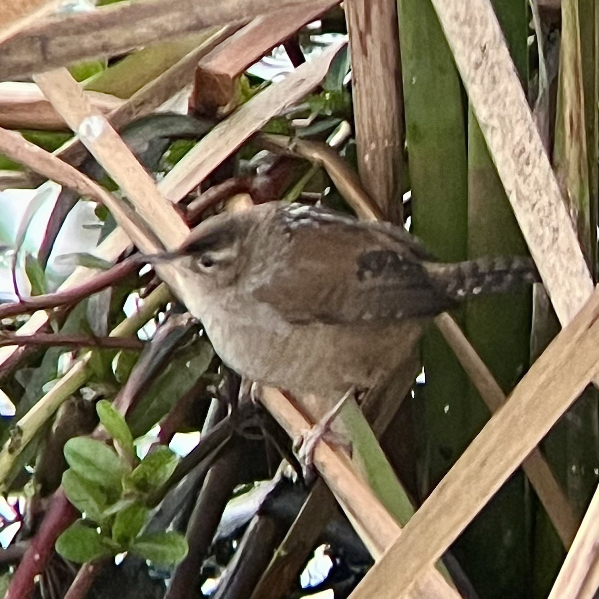 Troglodyte des marais - ML646436220