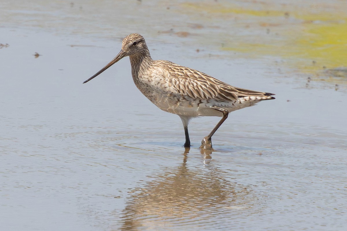 Kıyı Çamurçulluğu - ML646436221