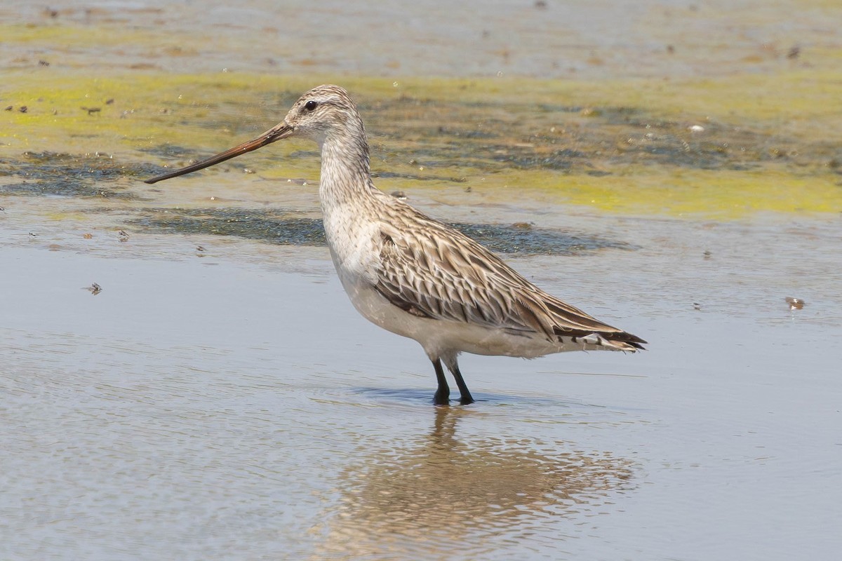 Kıyı Çamurçulluğu - ML646436222