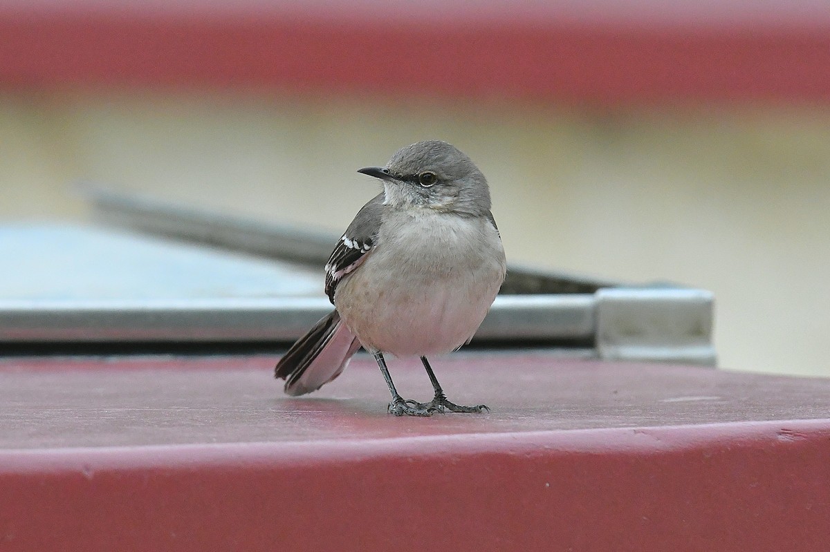 Kuzeyli Taklitçi - ML646436224