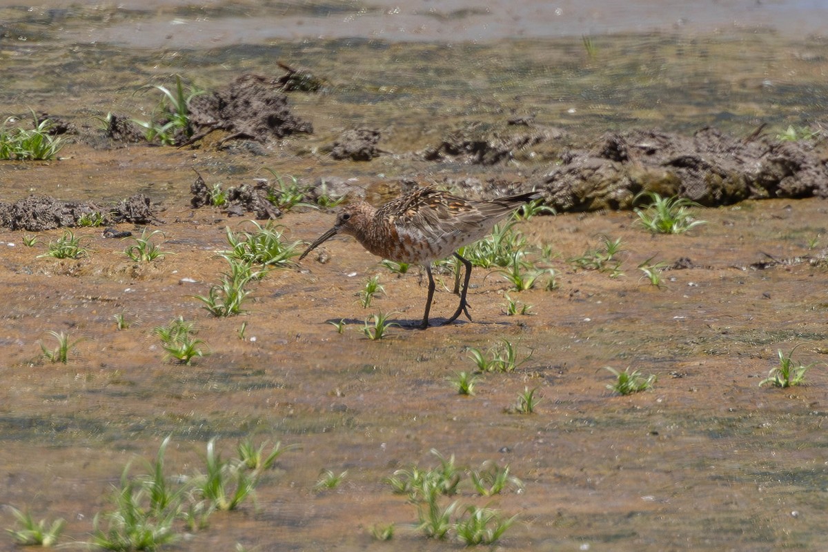 Curlew Sandpiper - ML646436227