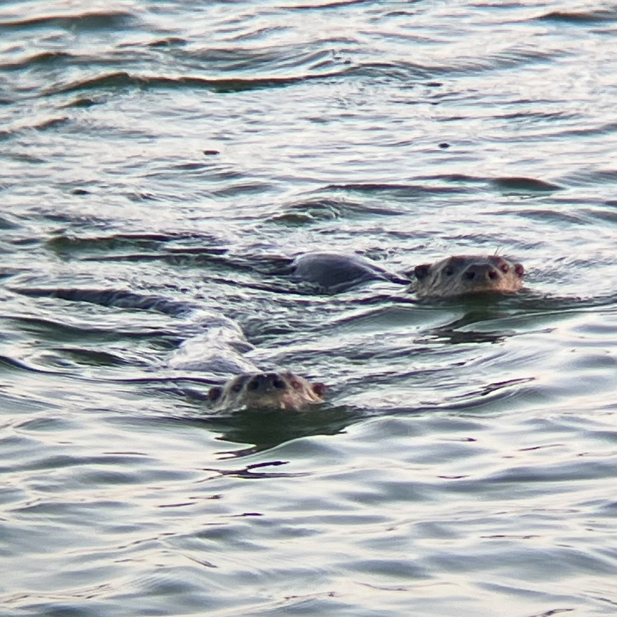 Loutre du Canada - ML646436228