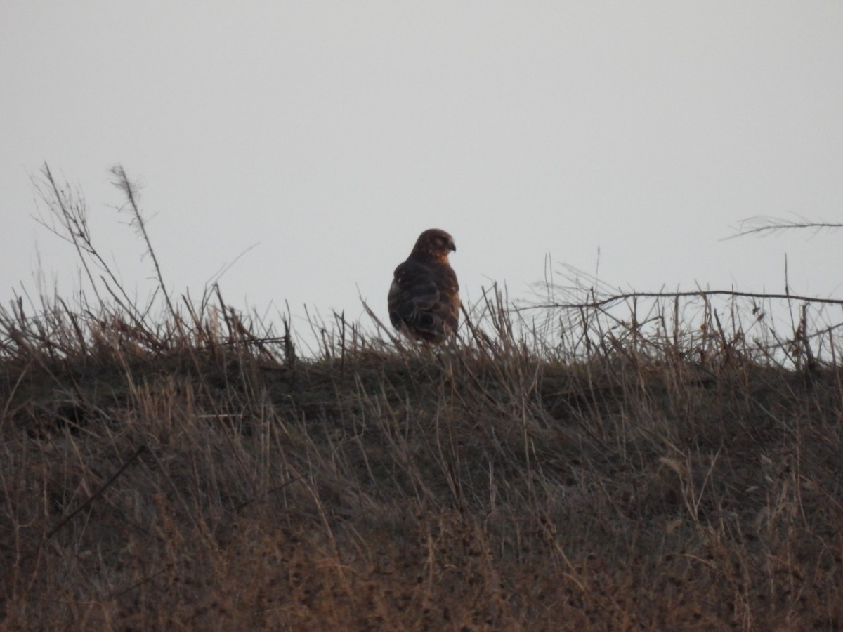 Northern Harrier - ML646436229