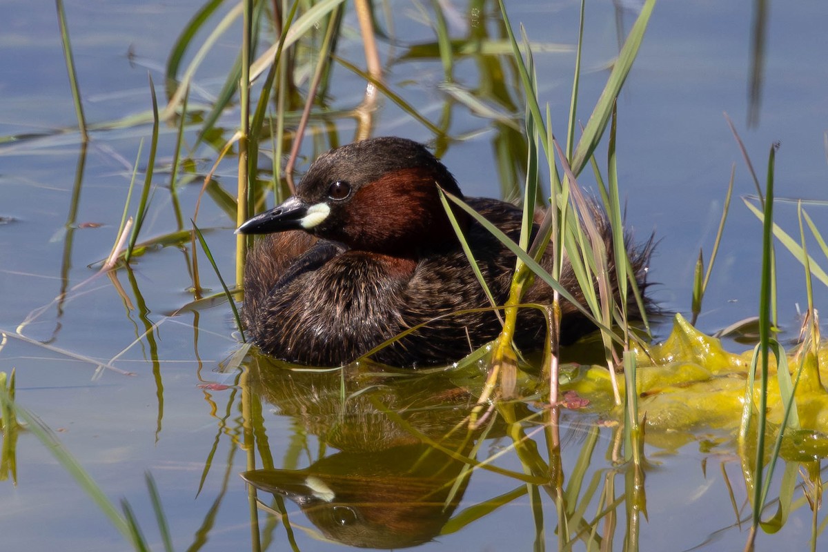 Little Grebe - ML646436231