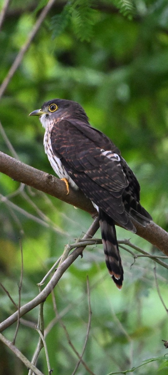 Hodgson's Hawk-Cuckoo - ML646436232