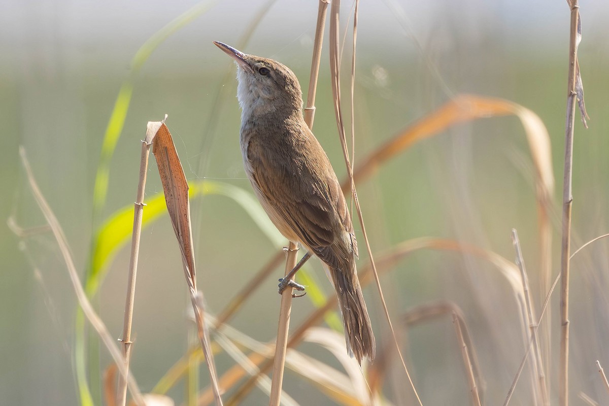 Clamorous Reed Warbler - ML646436233