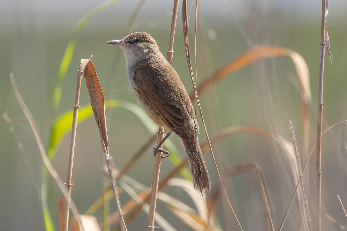 Clamorous Reed Warbler - ML646436234