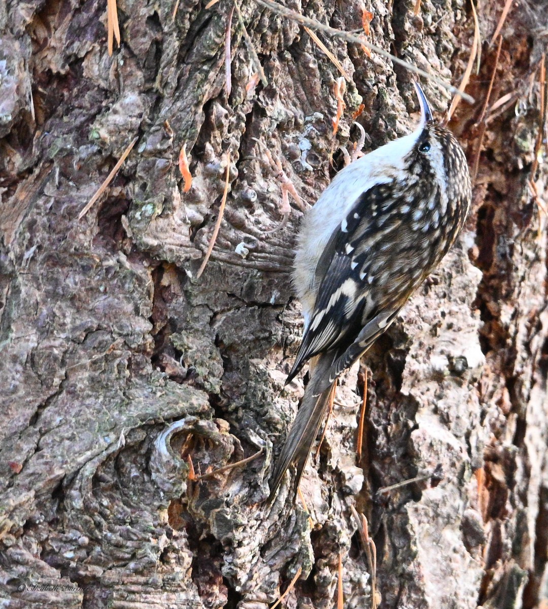 Brown Creeper - ML646436235