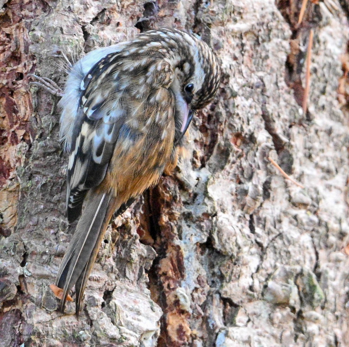 Brown Creeper - ML646436236