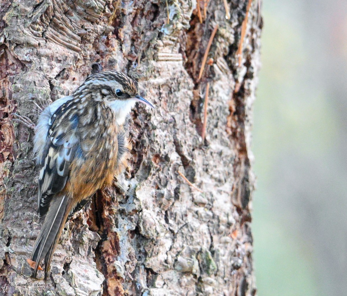 Brown Creeper - ML646436238