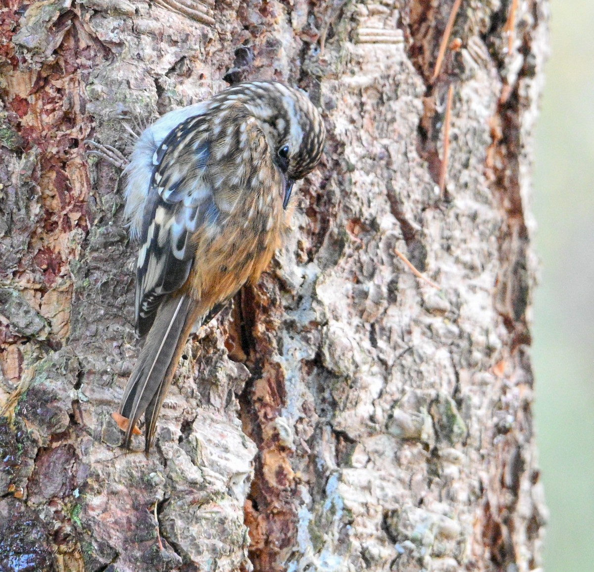 Brown Creeper - ML646436239