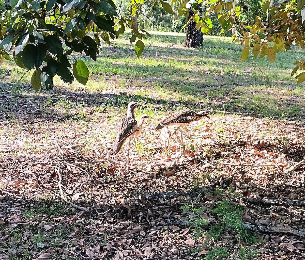 Bush Thick-knee - ML646436240