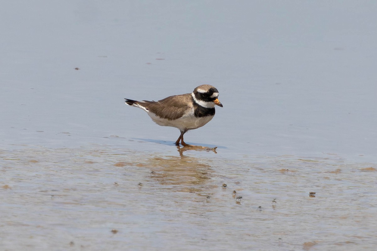 Common Ringed Plover - ML646436241