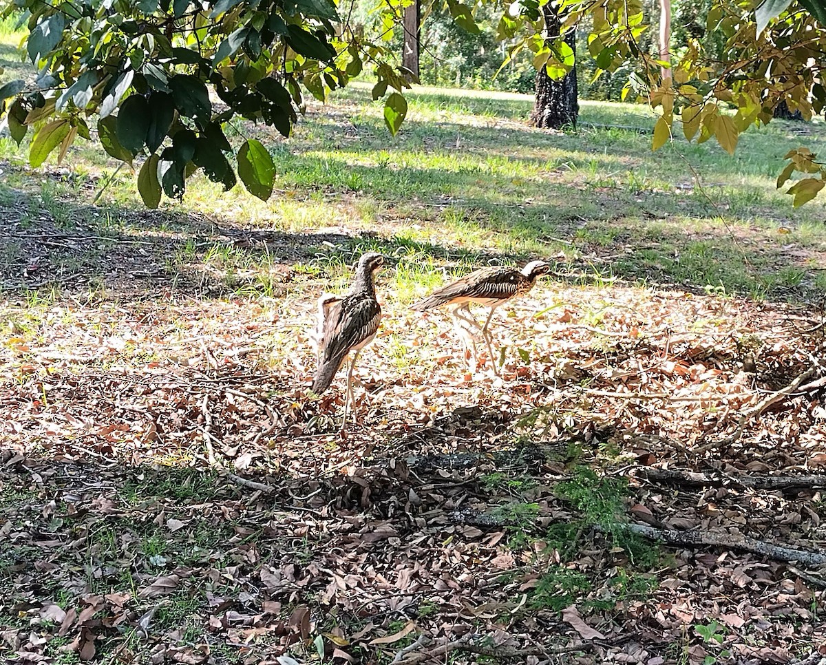Bush Thick-knee - ML646436242