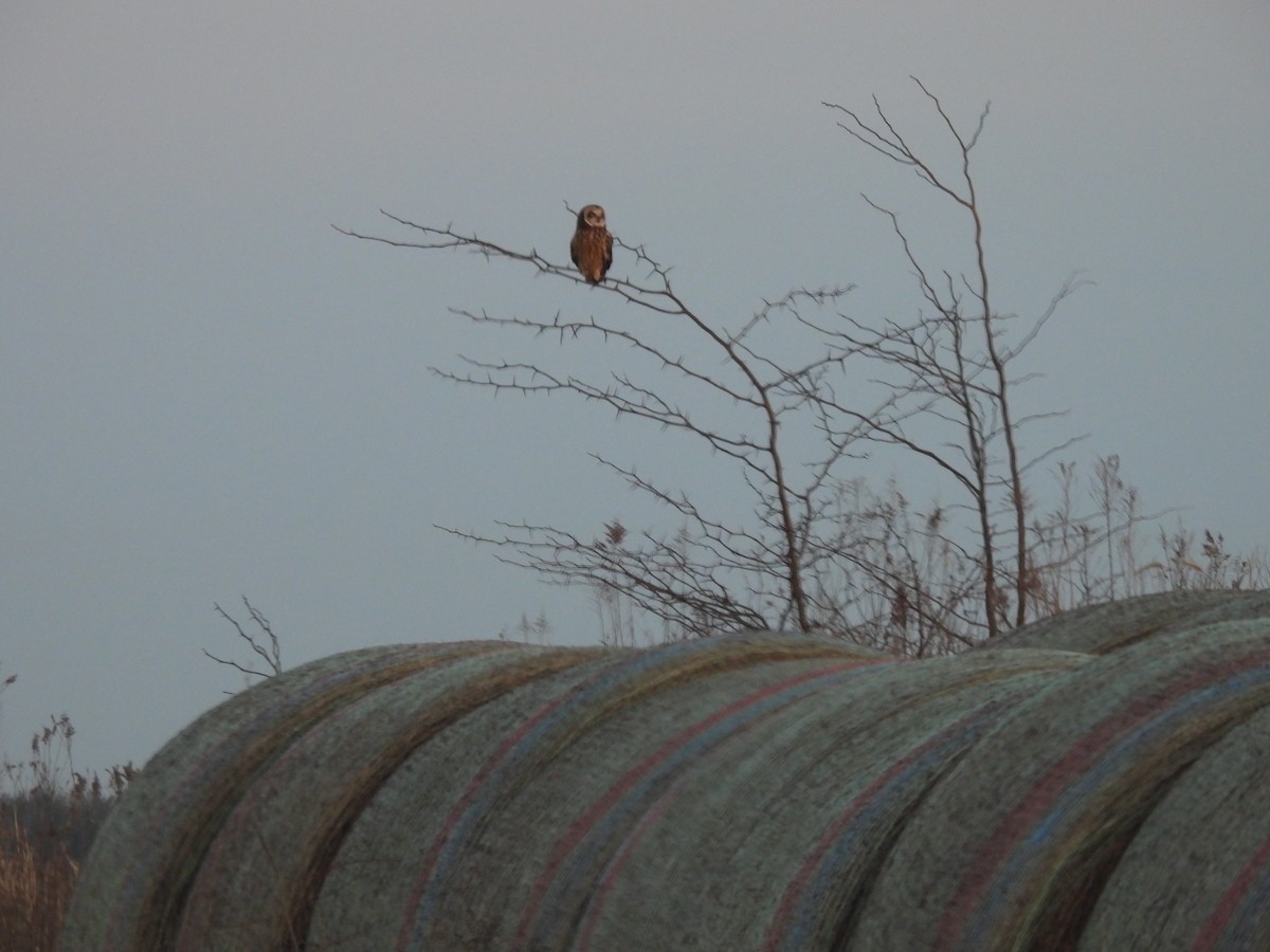 Short-eared Owl - ML646436243