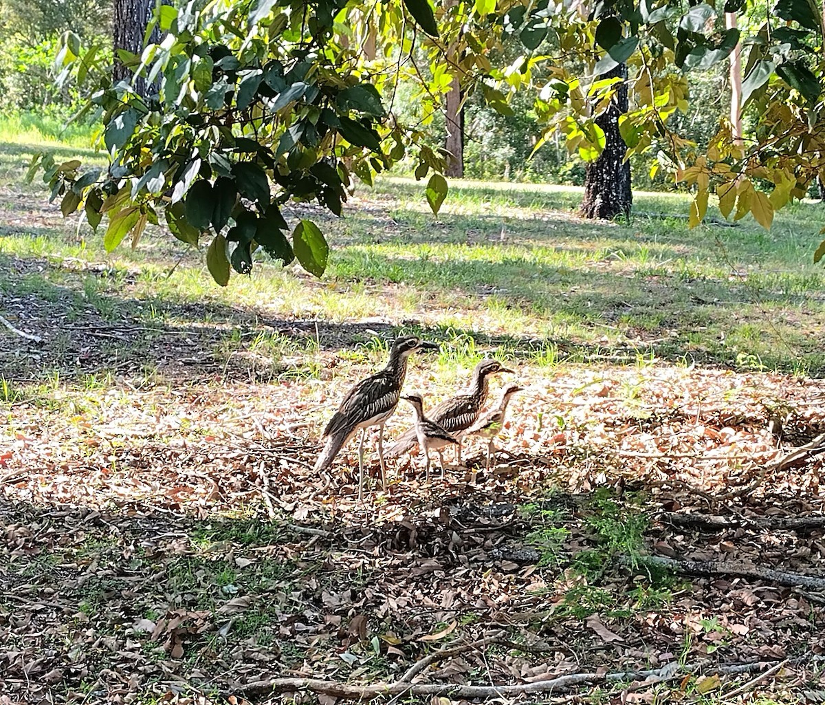 Bush Thick-knee - ML646436245