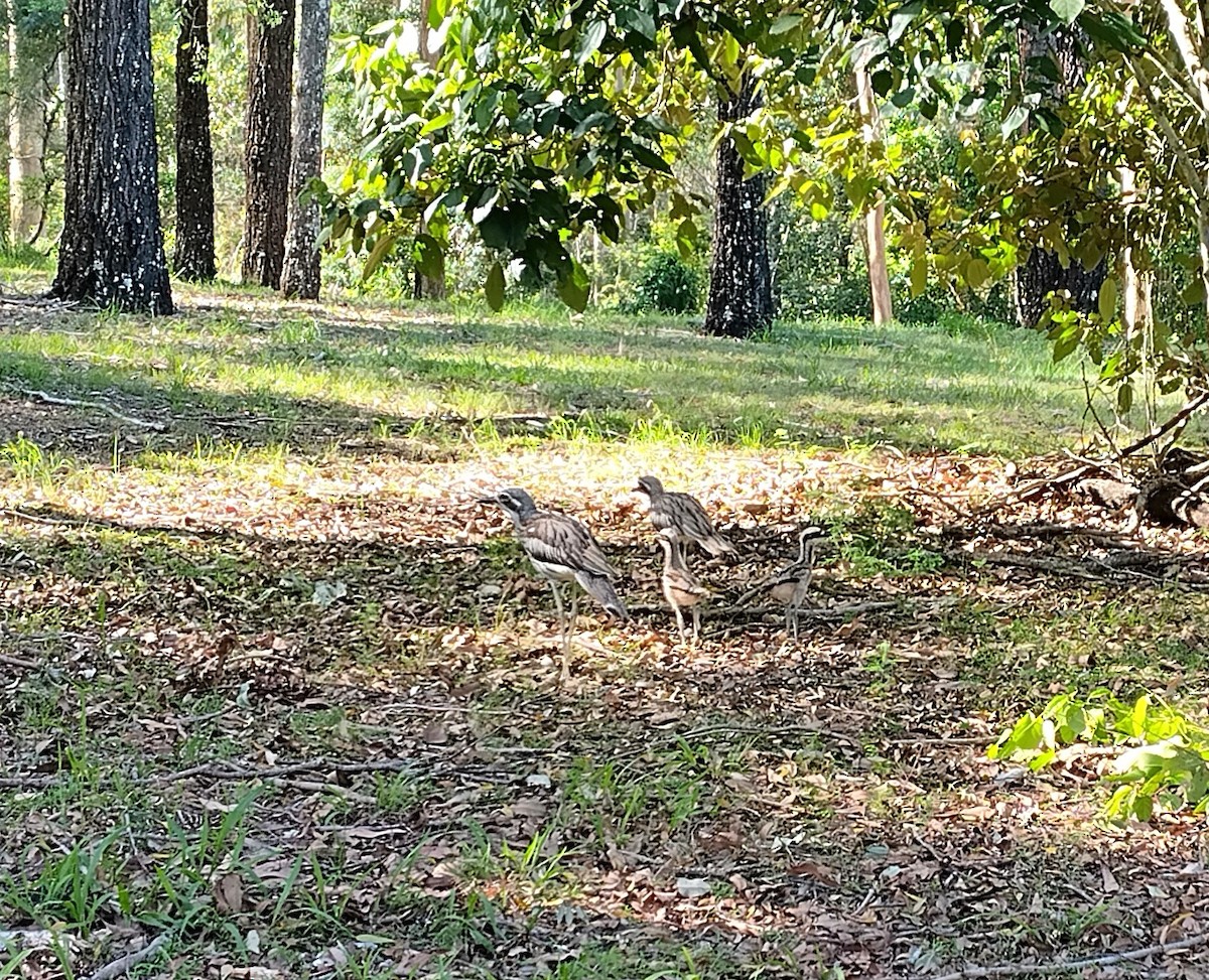 Bush Thick-knee - ML646436247