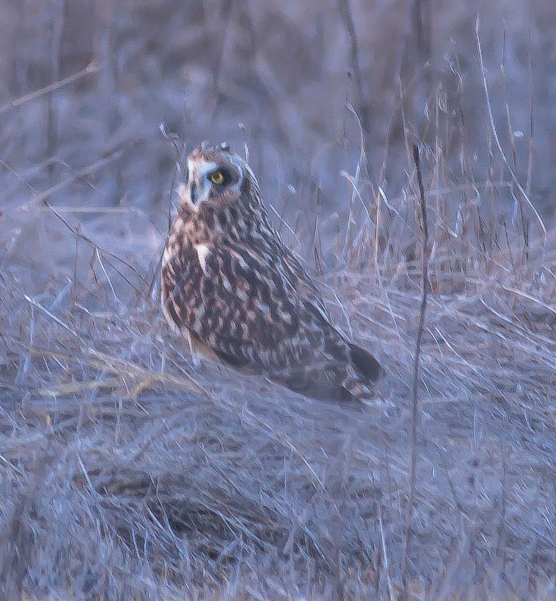 短耳鴞 - ML646436248