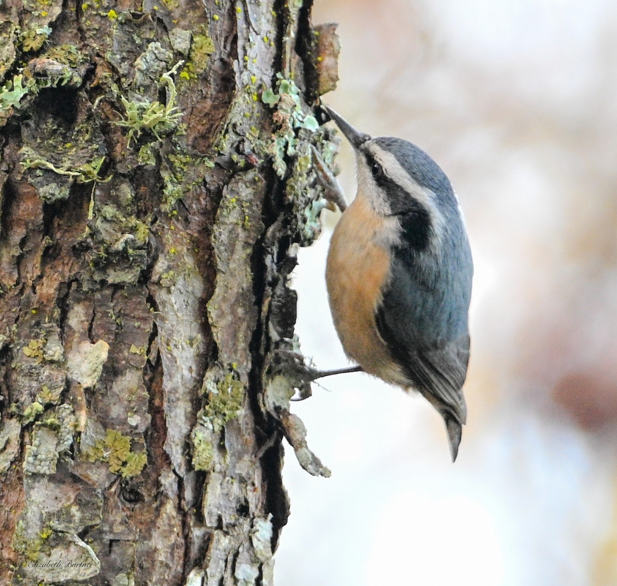 Red-breasted Nuthatch - ML646436249