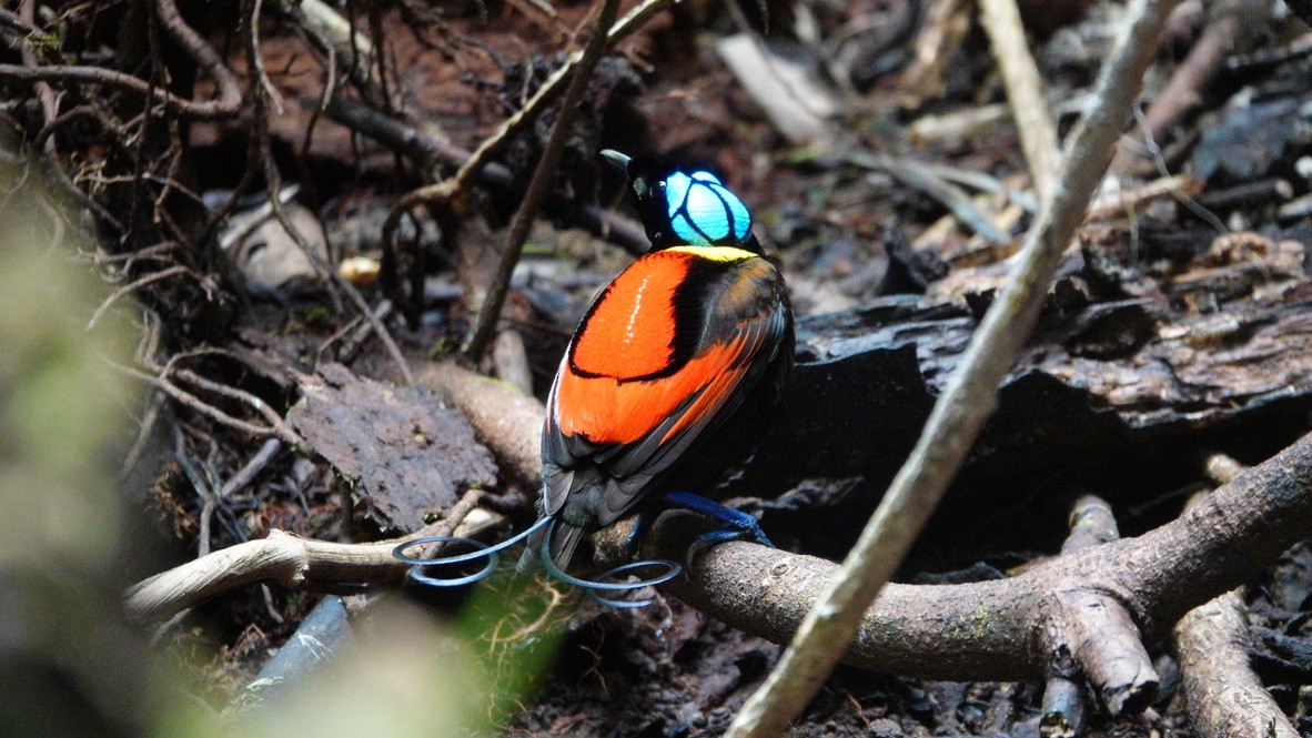 Wilson's Bird-of-Paradise - ML646436252