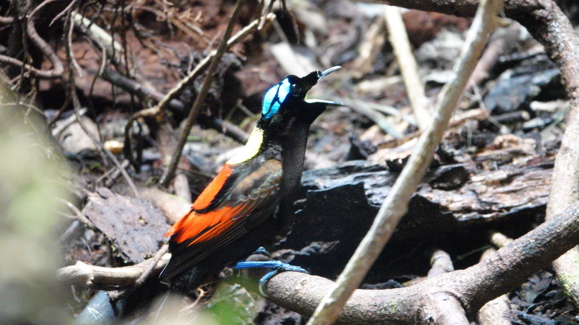 Wilson's Bird-of-Paradise - ML646436253