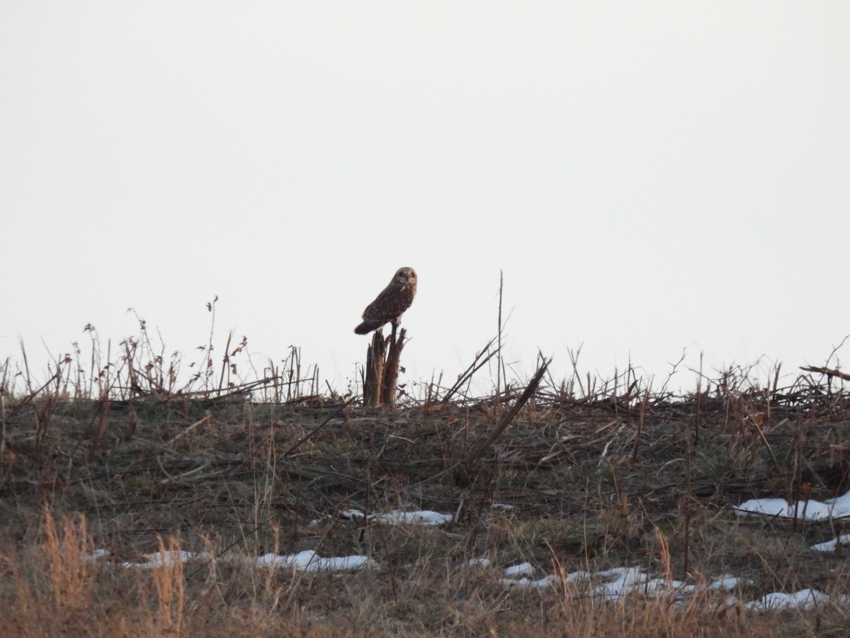 Short-eared Owl - ML646436254