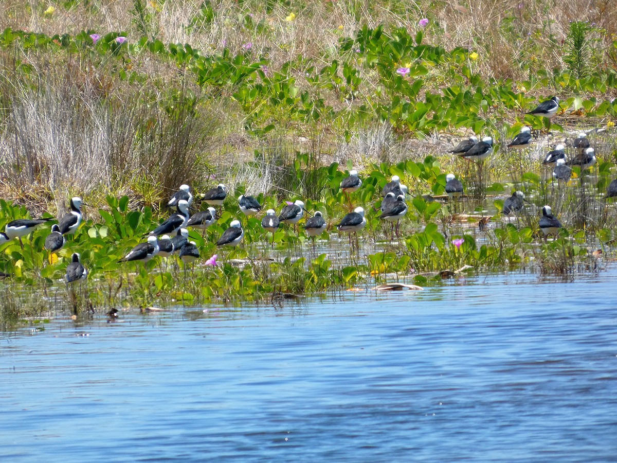 Pied Stilt - ML646436256