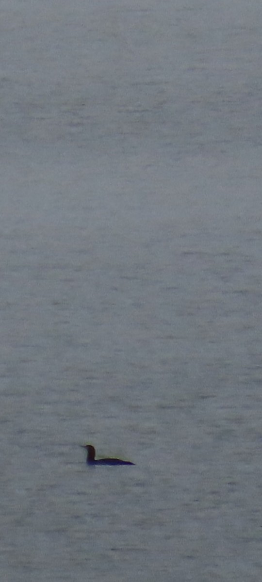 紅喉潛鳥 - ML646436257