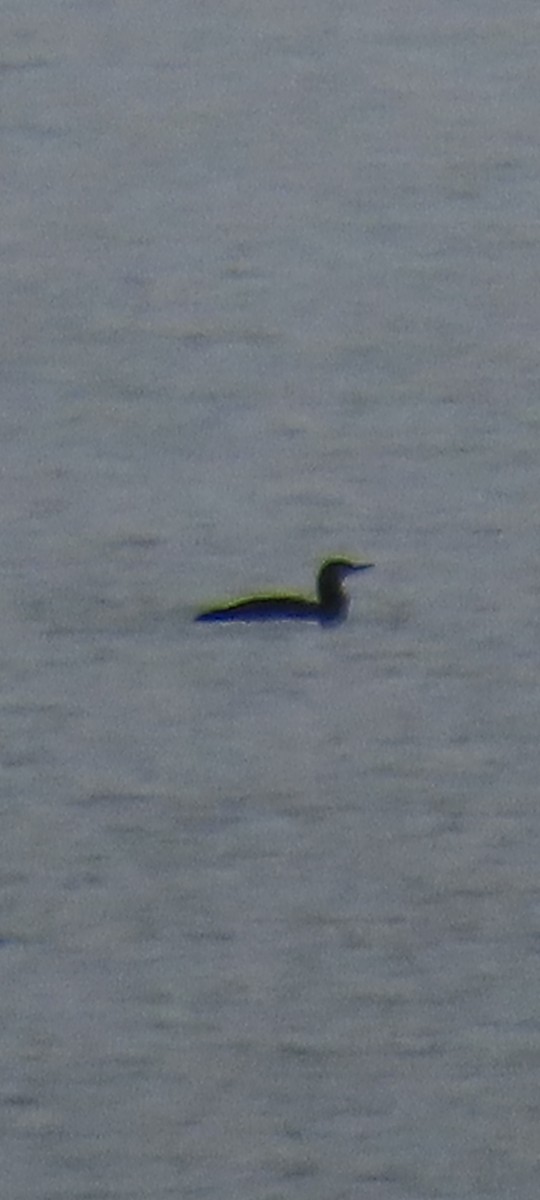 紅喉潛鳥 - ML646436258