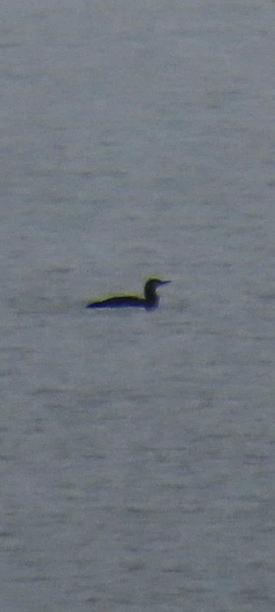 紅喉潛鳥 - ML646436259