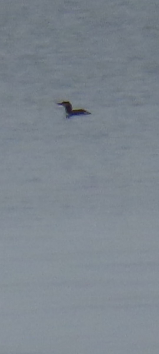 紅喉潛鳥 - ML646436260