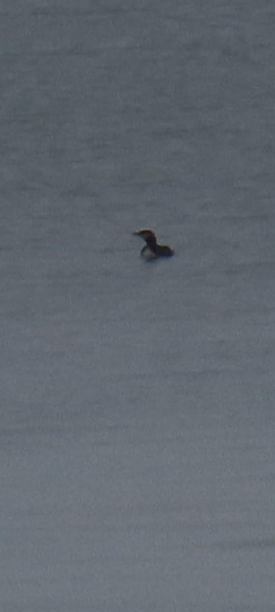 紅喉潛鳥 - ML646436261