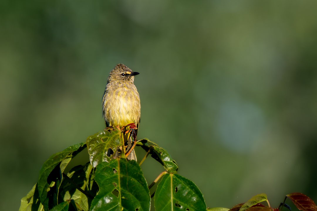 Flavescent Bulbul - ML646436263