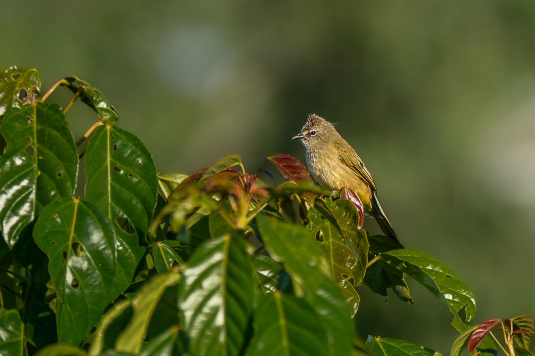 Flavescent Bulbul - ML646436264
