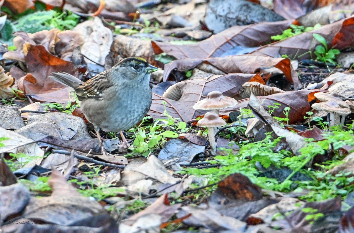 Golden-crowned Sparrow - ML646436266