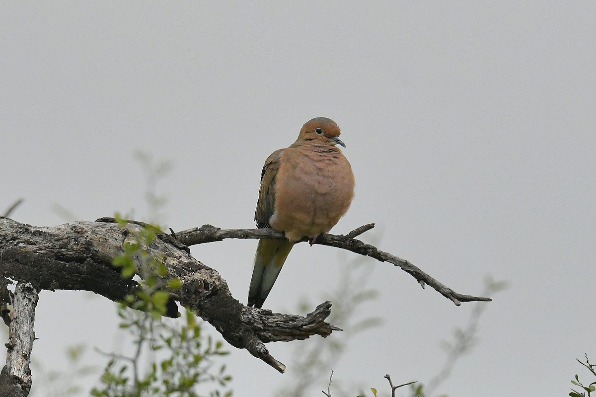 Mourning Dove - ML646436268